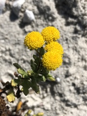 Oncosiphon sabulosus