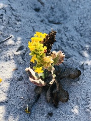 Manulea tomentosa
