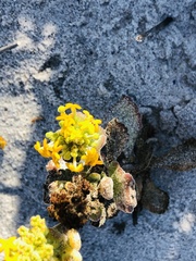 Manulea tomentosa