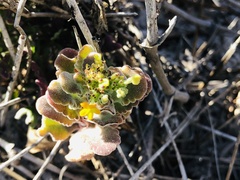 Manulea tomentosa