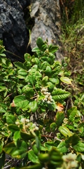 Searsia tomentosa