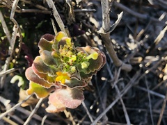 Manulea tomentosa