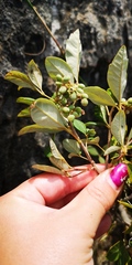 Searsia tomentosa
