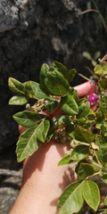 Searsia tomentosa