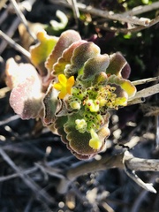 Manulea tomentosa