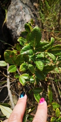 Searsia tomentosa