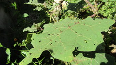 Solanum hirtum