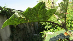 Solanum hirtum