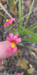 Nemesia pageae