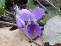 Viola alba dehnhardtii