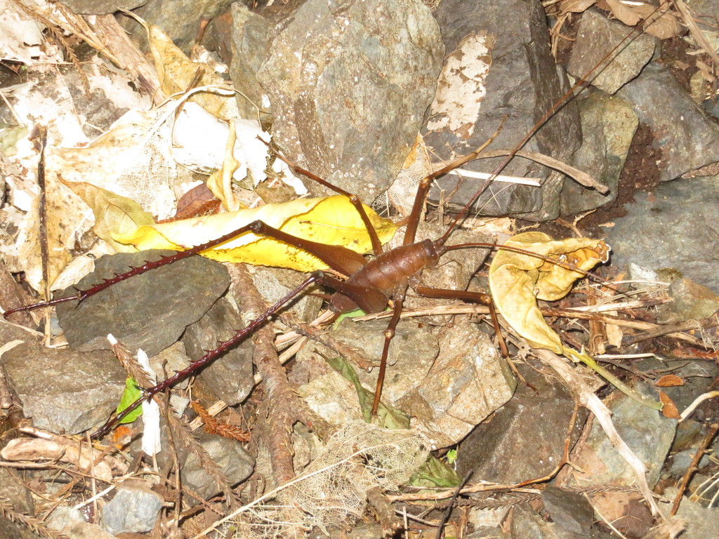 Pachyrhamma longipes