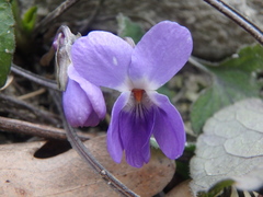 Viola alba dehnhardtii
