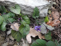 Viola alba dehnhardtii