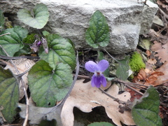 Viola alba dehnhardtii
