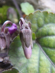 Viola alba dehnhardtii