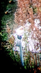 Garrulus glandarius
