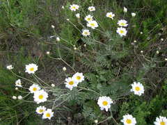 Tanacetum poteriifolium