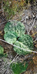 Lichtensteinia latifolia