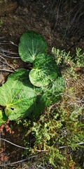 Lichtensteinia latifolia