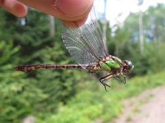 Ophiogomphus rupinsulensis