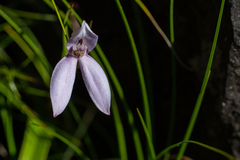 Brownleea macroceras