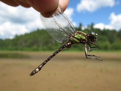 Ophiogomphus colubrinus