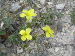 Linum tauricum