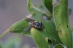 Scaptia jacksonii