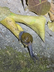 Macrochlamys superlita