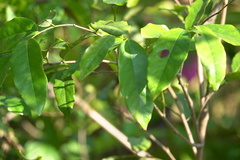 Zanthoxylum nitidum