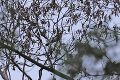 Myiagra rubecula