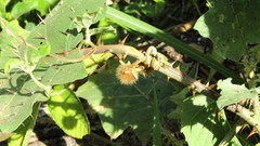 Solanum hirtum