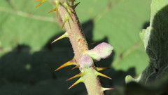 Solanum hirtum