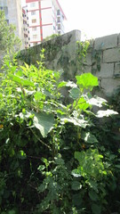 Solanum hirtum
