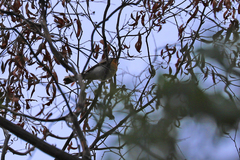 Myiagra rubecula