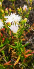 Mesembryanthemum longistylum