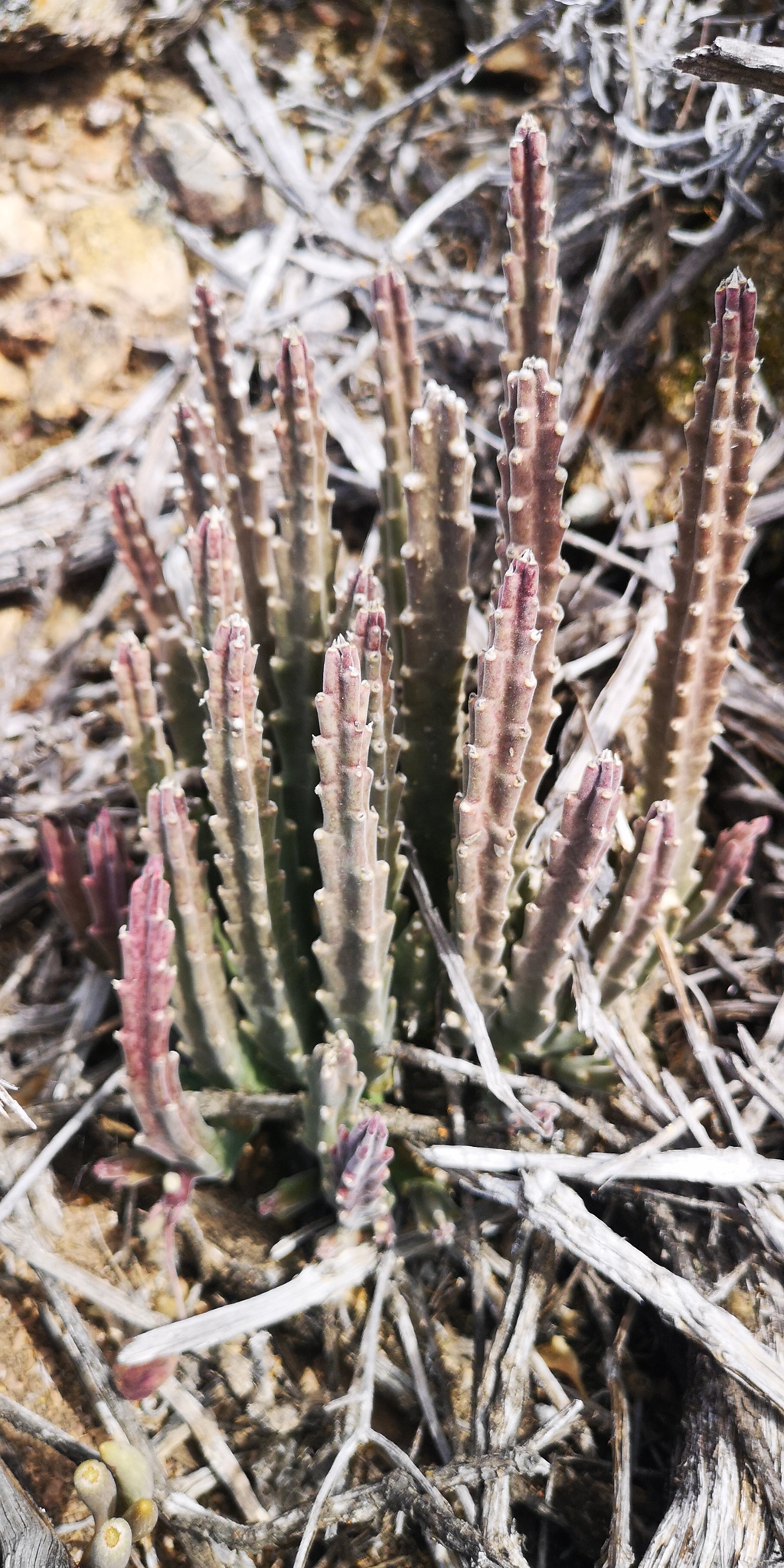 Stapelia paniculata subsp. scitula