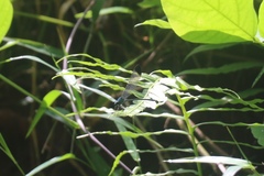 Vestalis nigrescens