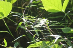 Vestalis nigrescens