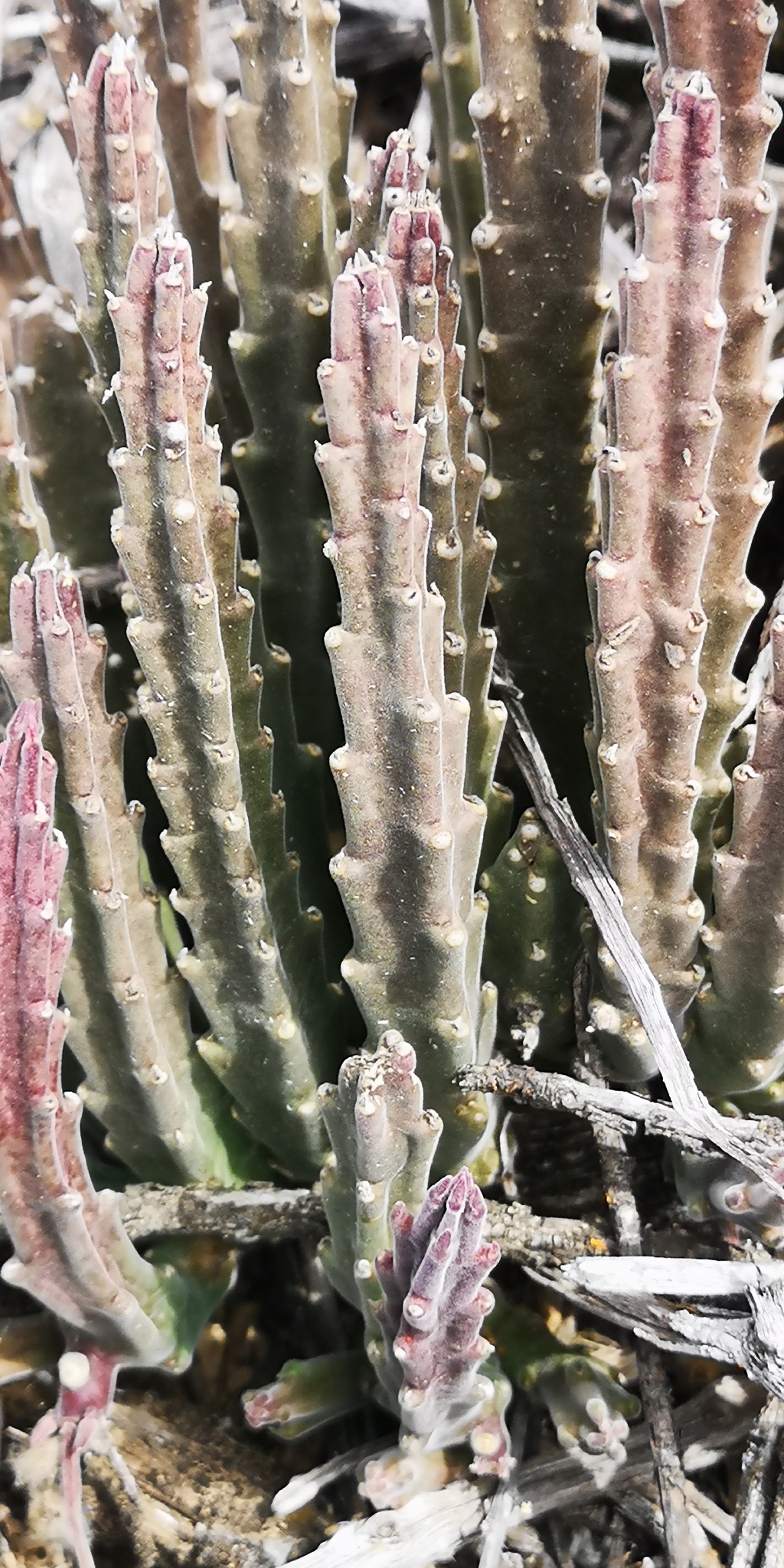 Stapelia paniculata subsp. scitula 2