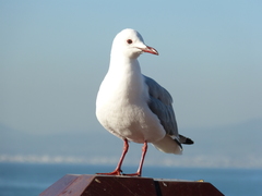 Chroicocephalus hartlaubii