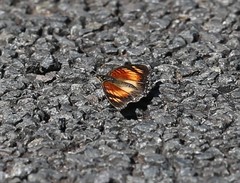 Junonia sophia