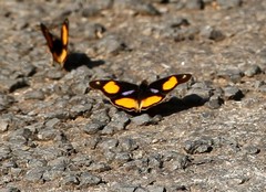 Junonia westermanni suffusa