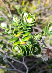 Pimelea nivea