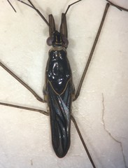 Limnogonus franciscanus