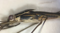Limnogonus franciscanus