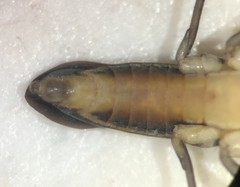 Limnogonus franciscanus