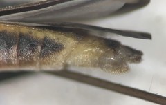 Limnogonus franciscanus