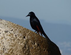 Onychognathus morio morio