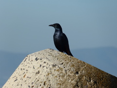 Onychognathus morio morio